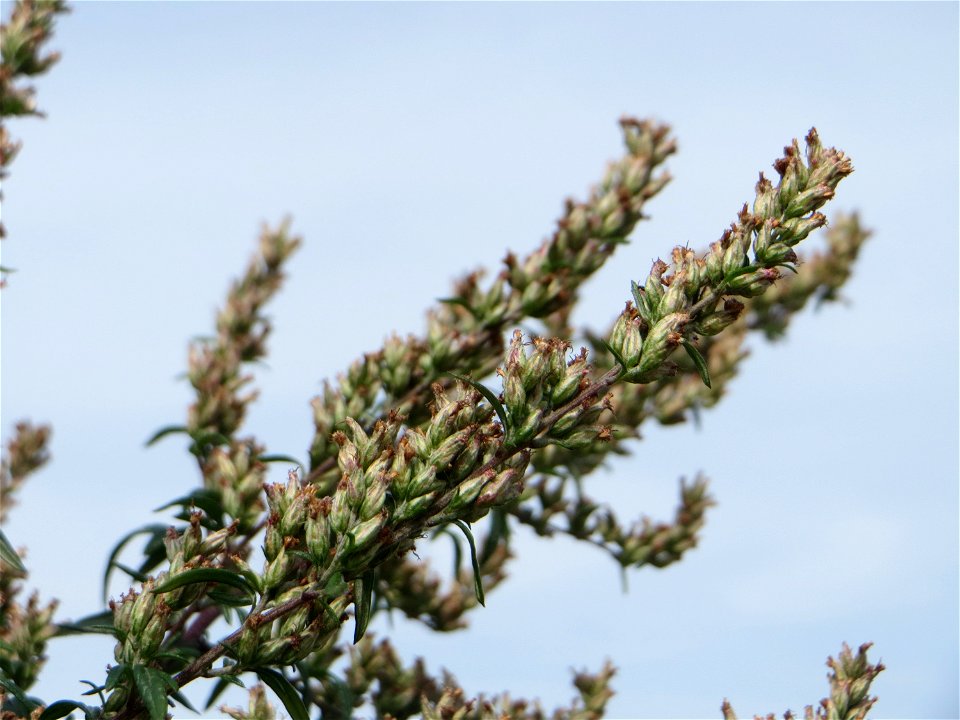 Blütenstand vom Beifuß (Artemisia vulgaris) auf einer Brachfläche am Messplatz in Hockenheim