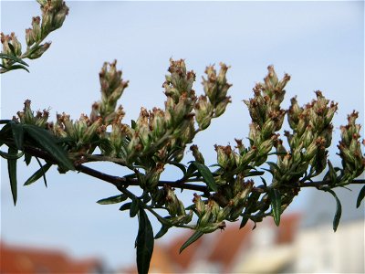 Blütenstand vom Beifuß (Artemisia vulgaris) auf einer Brachfläche am Messplatz in Hockenheim