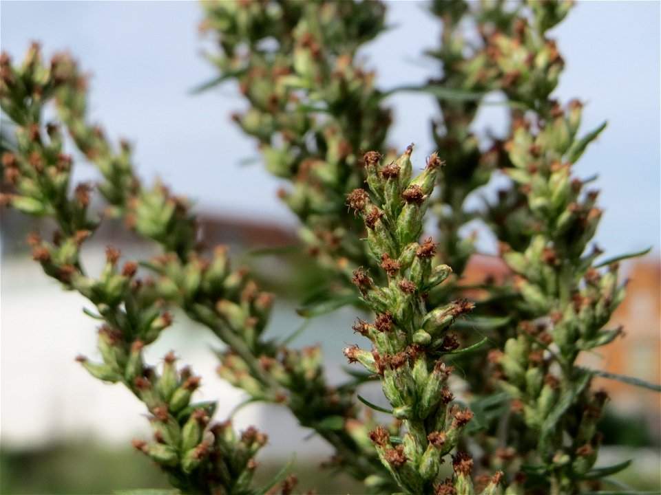 Blütenstand vom Beifuß (Artemisia vulgaris) auf einer Brachfläche am Messplatz in Hockenheim