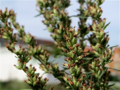 Blütenstand vom Beifuß (Artemisia vulgaris) auf einer Brachfläche am Messplatz in Hockenheim