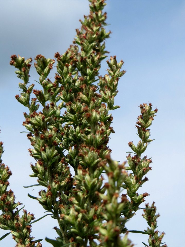 Blütenstand vom Beifuß (Artemisia vulgaris) auf einer Brachfläche am Messplatz in Hockenheim