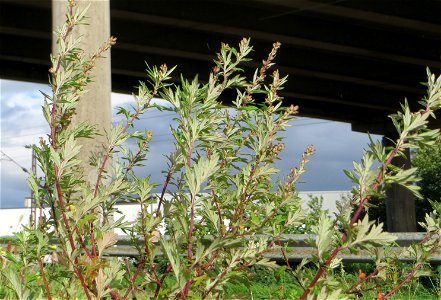 Beifuß (Artemisia vulgaris) bei Oftersheim