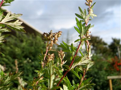Beifuß (Artemisia vulgaris) bei Oftersheim photo