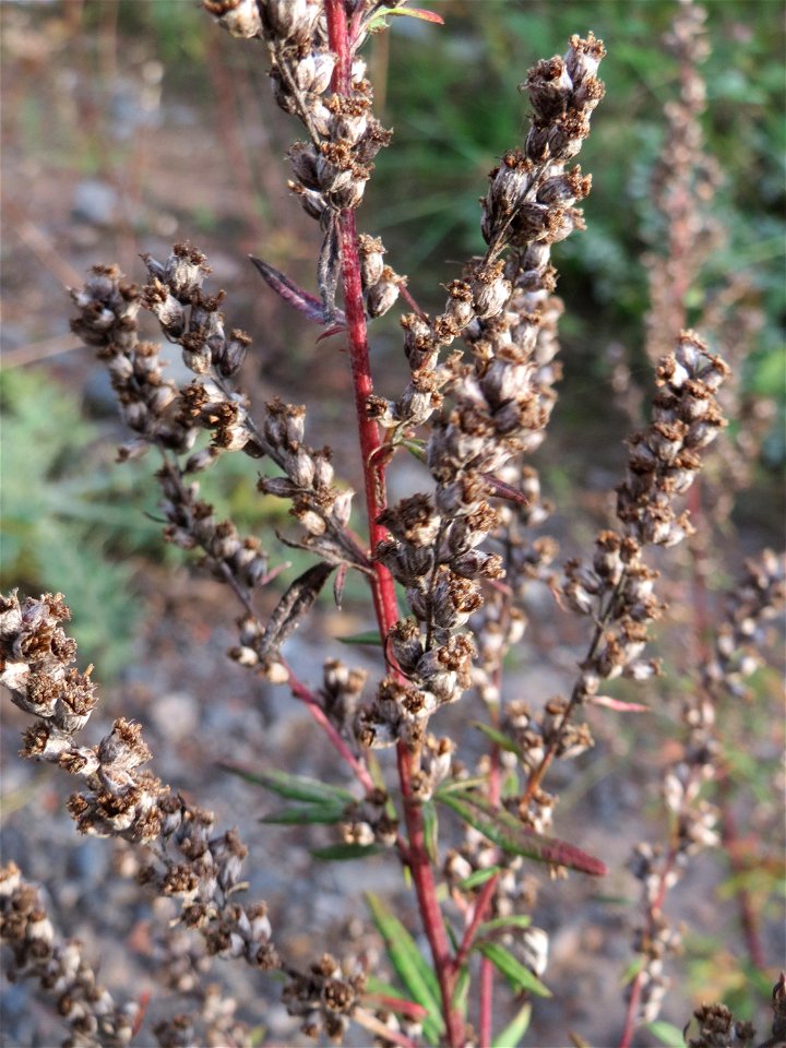 Beifuß (Artemisia vulgaris) am Bahnhof Landstuhl