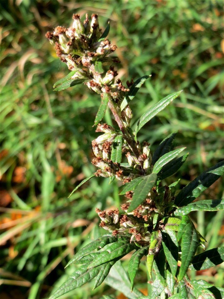 Beifuß (Artemisia vulgaris) an der A620 in Sankt Arnual