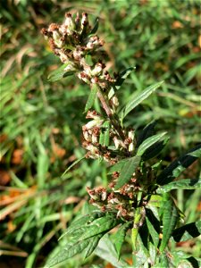 Beifuß (Artemisia vulgaris) an der A620 in Sankt Arnual