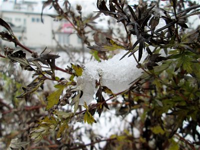 Beifuß (Artemisia vulgaris) auf einer Brachfläche am Messplatz in Hockenheim bei Neuschnee am 18. Dezember 2017