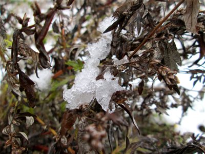 Beifuß (Artemisia vulgaris) auf einer Brachfläche am Messplatz in Hockenheim bei Neuschnee am 18. Dezember 2017