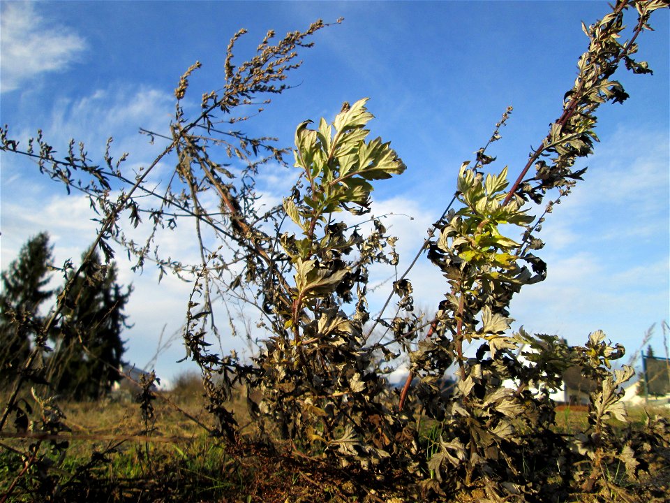 Beifuß (Artemisia vulgaris) auf einer sandigen Brachfläche bei Hockenheim