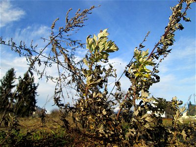 Beifuß (Artemisia vulgaris) auf einer sandigen Brachfläche bei Hockenheim