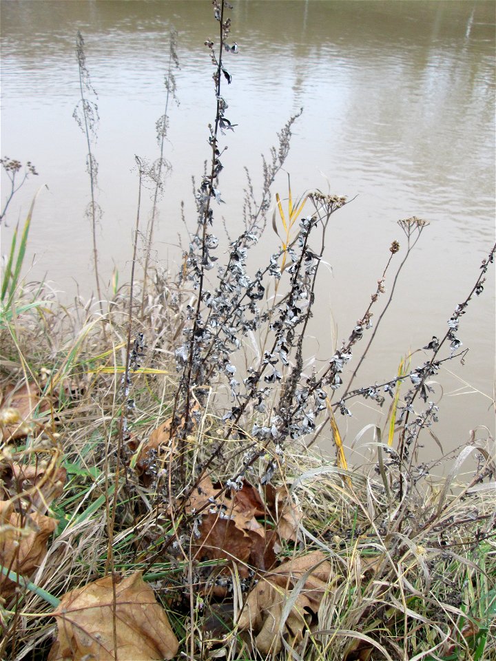 Mumienbotnik: Beifuß (Artemisia vulgaris) an der Saar in Saarbrücken