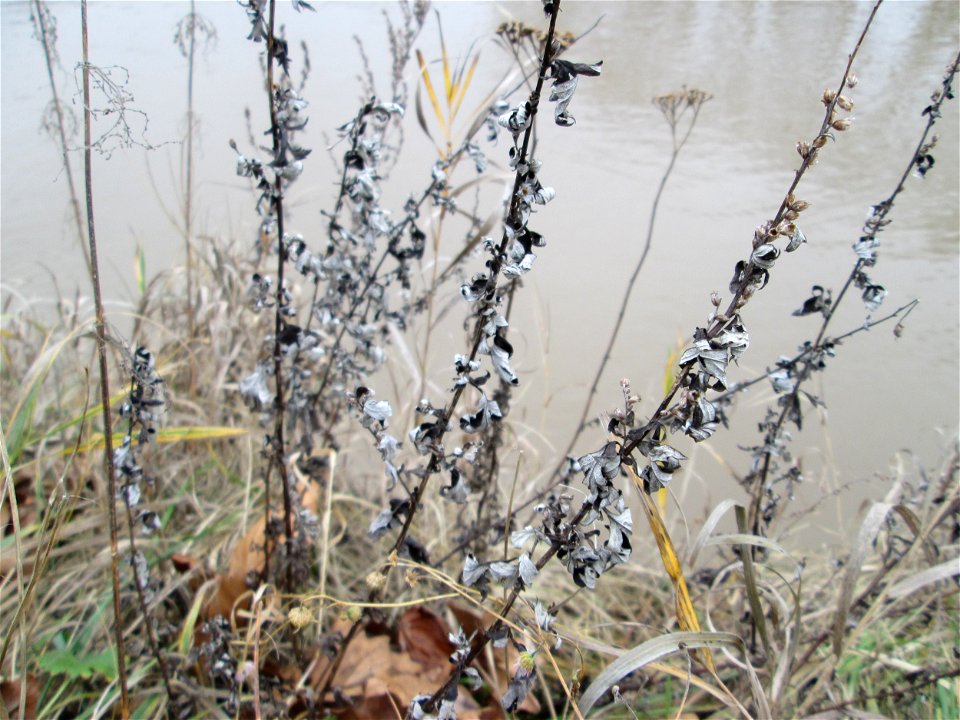 Mumienbotnik: Beifuß (Artemisia vulgaris) an der Saar in Saarbrücken