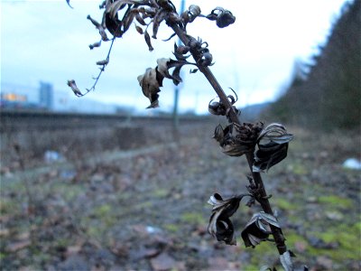 Beifuß (Artemisia vulgaris) am Bahnhof Bruchmühlbach-Miesau photo