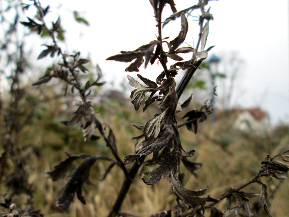 Mumienbotanik: Beifuß (Artemisia vulgaris) in Hockenheim