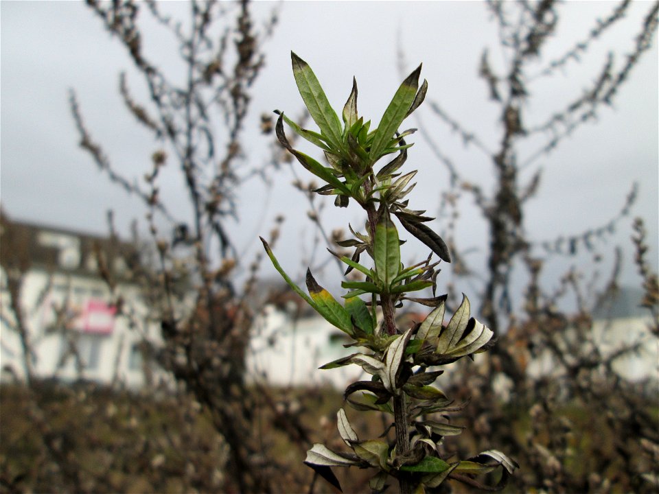 Beifuß (Artemisia vulgaris) auf einer Brachfläche am Messplatz in Hockenheim