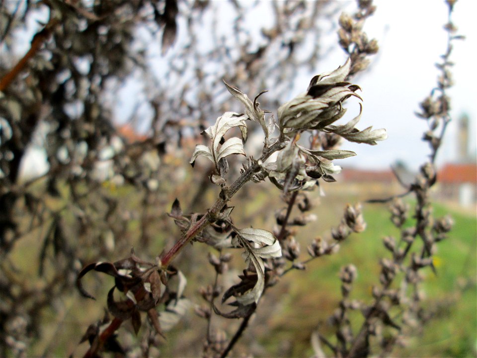 Beifuß (Artemisia vulgaris) auf einer Brachfläche am Messplatz in Hockenheim
