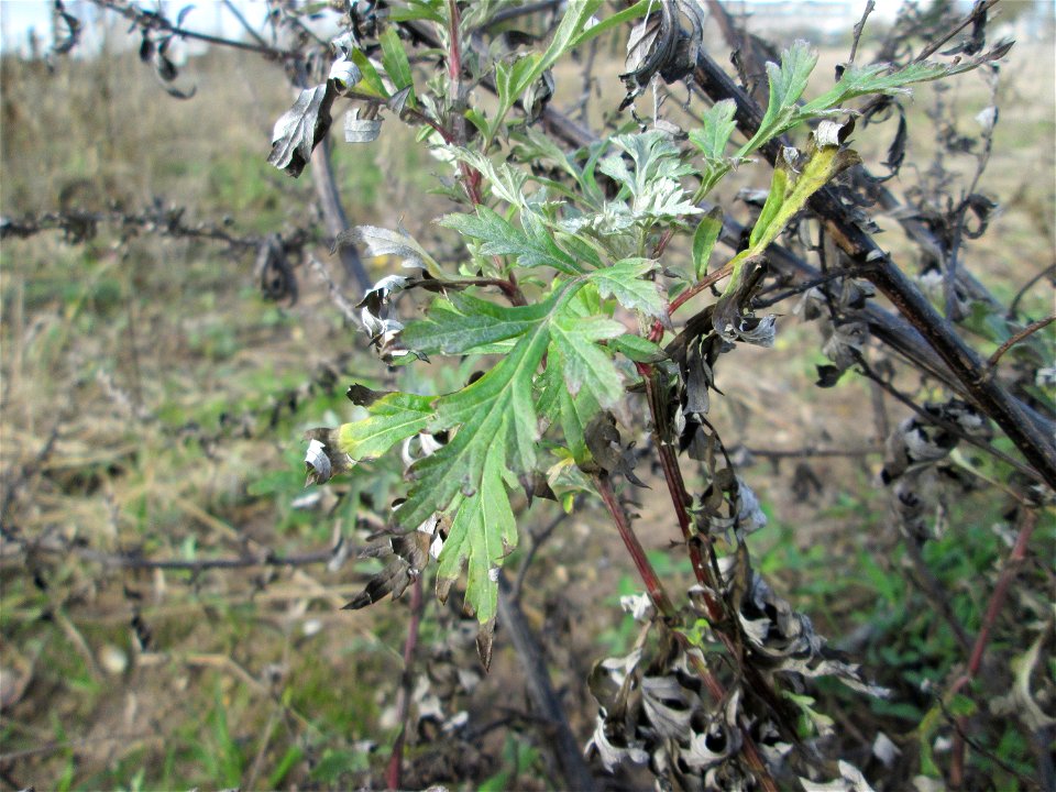 Frühzeitig austreibende Blätter vom Beifuß (Artemisia vulgaris) auf einem Sandplatz an der Reilinger Straße in Hockenheim
