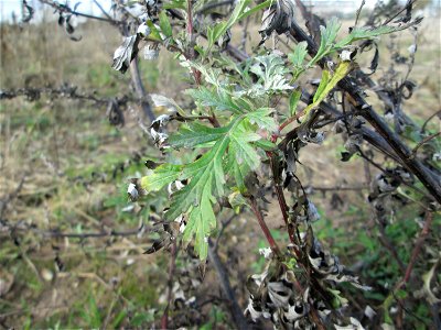Frühzeitig austreibende Blätter vom Beifuß (Artemisia vulgaris) auf einem Sandplatz an der Reilinger Straße in Hockenheim