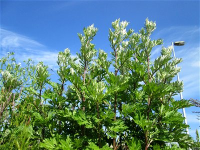 Beifuß (Artemisia vulgaris) auf einem Sandplatz in Hockenheim - jetzt ist es die beste Zeit, die Blätter als Gewürz zu sammeln