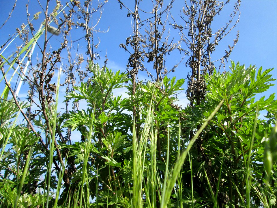 Beifuß (Artemisia vulgaris) auf einem Sandplatz in Hockenheim - jetzt ist es die beste Zeit, die Blätter als Gewürz zu sammeln