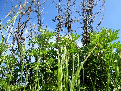 Beifuß (Artemisia vulgaris) auf einem Sandplatz in Hockenheim - jetzt ist es die beste Zeit, die Blätter als Gewürz zu sammeln