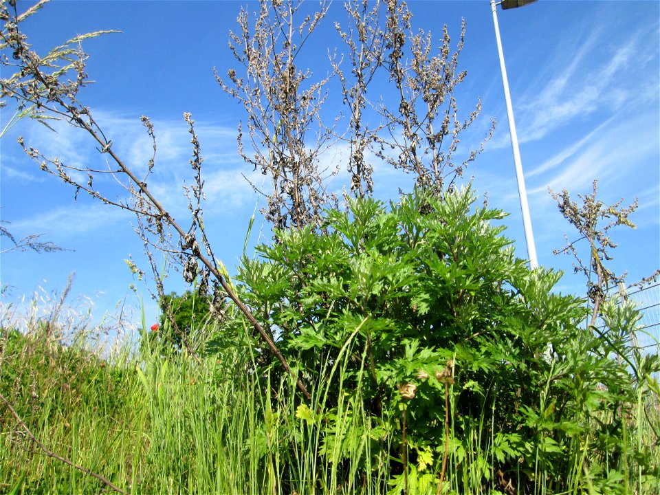 Beifuß (Artemisia vulgaris) auf einem Sandplatz in Hockenheim - jetzt ist es die beste Zeit, die Blätter als Gewürz zu sammeln