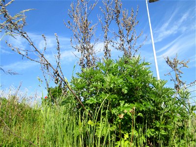 Beifuß (Artemisia vulgaris) auf einem Sandplatz in Hockenheim - jetzt ist es die beste Zeit, die Blätter als Gewürz zu sammeln