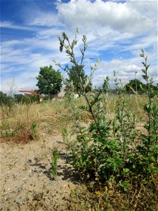 Beifuß (Artemisia vulgaris) auf einem Sandplatz in Hockenheim photo
