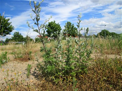 Beifuß (Artemisia vulgaris) auf einem Sandplatz in Hockenheim