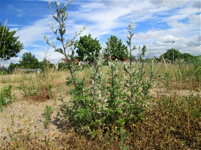 Beifuß (Artemisia vulgaris) auf einem Sandplatz in Hockenheim photo