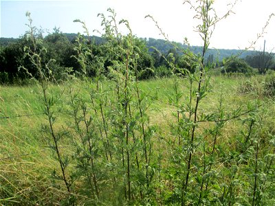 Beifuß (Artemisia vulgaris) im Almet in Sankt Arnual