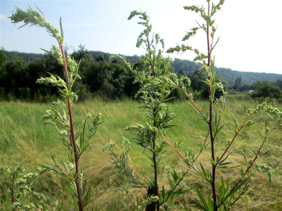 Beifuß (Artemisia vulgaris) im Almet in Sankt Arnual