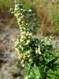 Beifuß (Artemisia vulgaris) am Bahnhof Landstuhl
