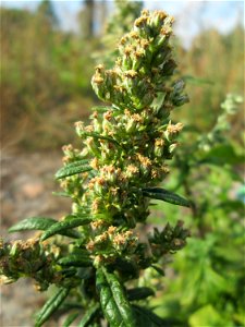 Beifuß (Artemisia vulgaris) am Bahnhof Landstuhl