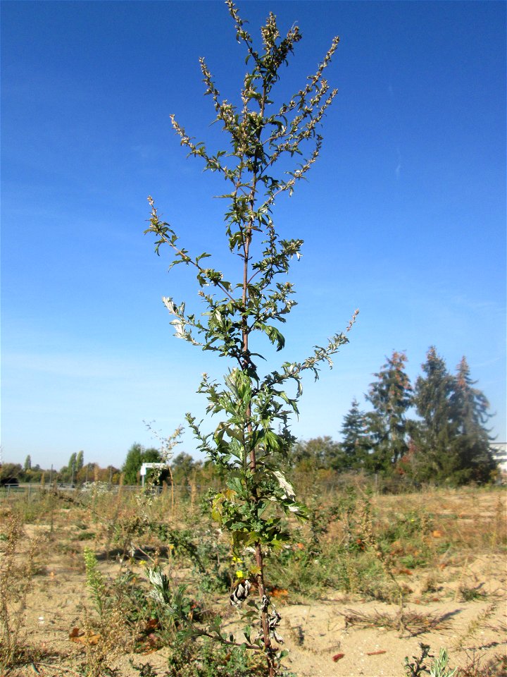 Beifuß (Artemisia vulgaris) auf einem Sandplatz in Hockenheim