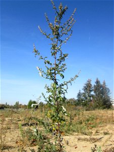 Beifuß (Artemisia vulgaris) auf einem Sandplatz in Hockenheim