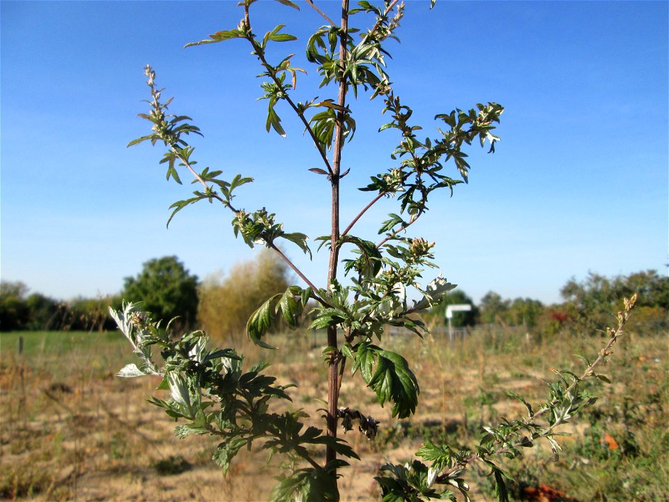 Beifuß (Artemisia vulgaris) auf einem Sandplatz in Hockenheim