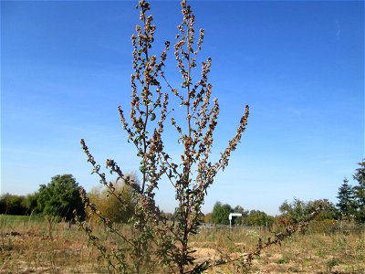 Beifuß (Artemisia vulgaris) auf einem Sandplatz in Hockenheim