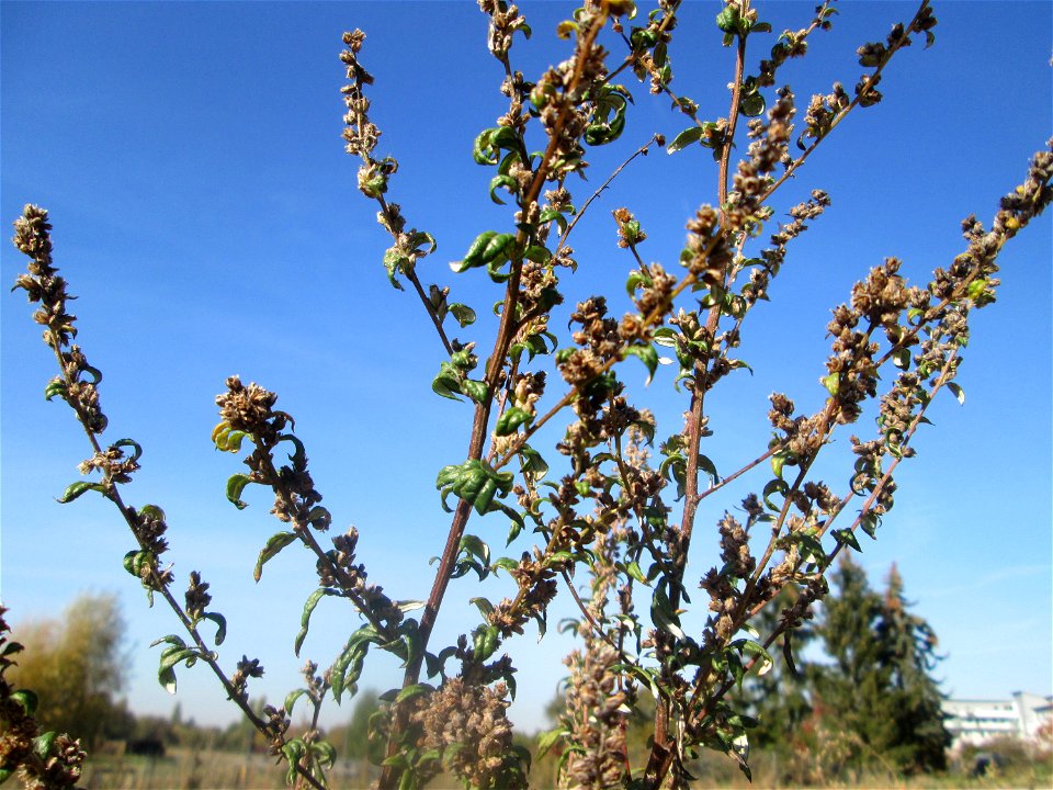 Beifuß (Artemisia vulgaris) auf einem Sandplatz in Hockenheim