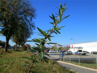 Beifuß (Artemisia vulgaris) in Bruchmühlbach-Miesau photo