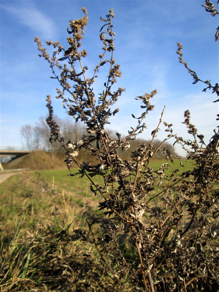 Beifuß (Artemisia vulgaris) bei Reilingen