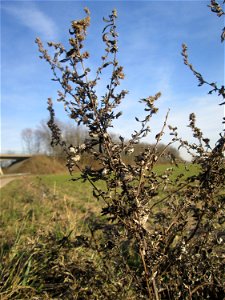 Beifuß (Artemisia vulgaris) bei Reilingen