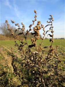 Beifuß (Artemisia vulgaris) bei Reilingen