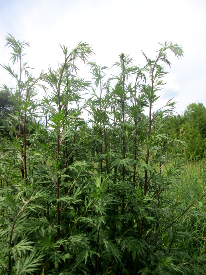 Beifuß (Artemisia vulgaris) im Naturschutzgebiet „St. Arnualer Wiesen“