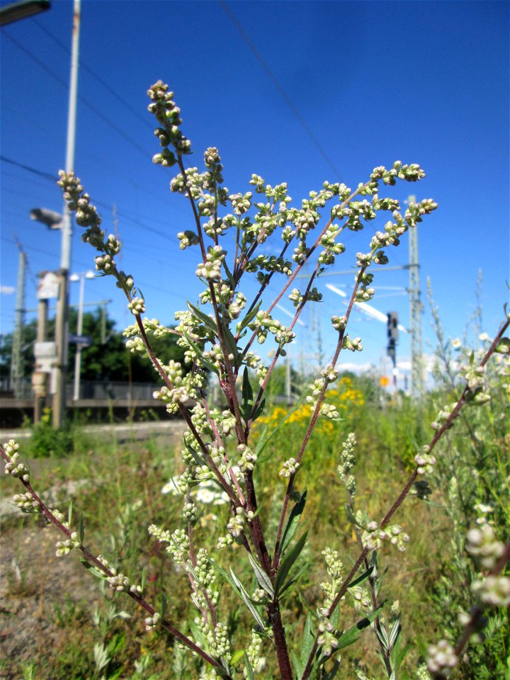 Beifuß (Artemisia vulgaris) am Bahnhof Landstuhl