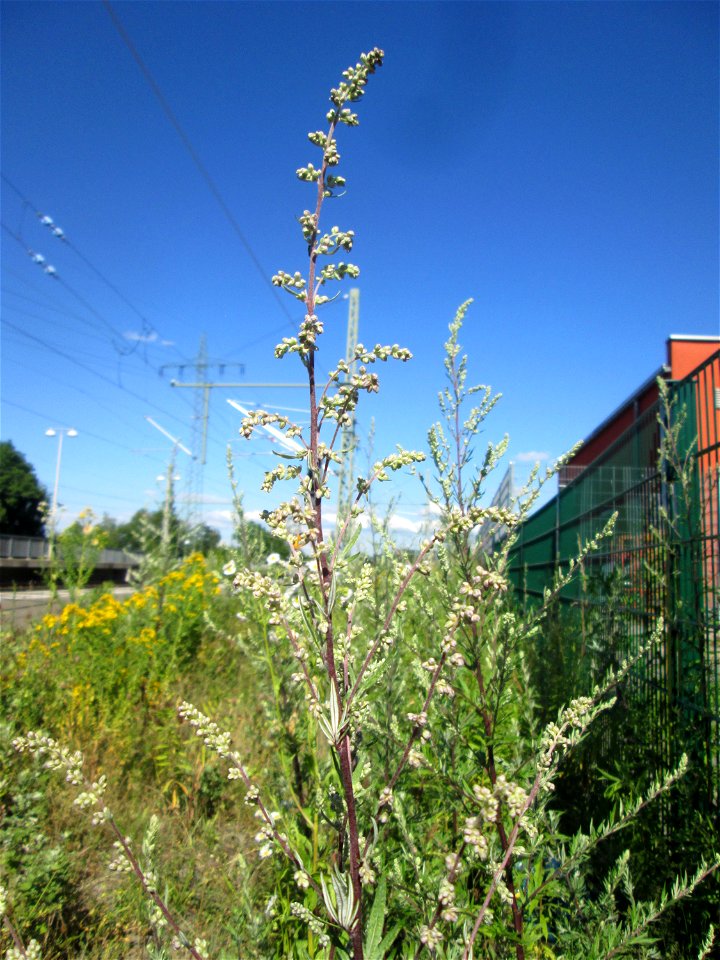 Beifuß (Artemisia vulgaris) am Bahnhof Landstuhl photo