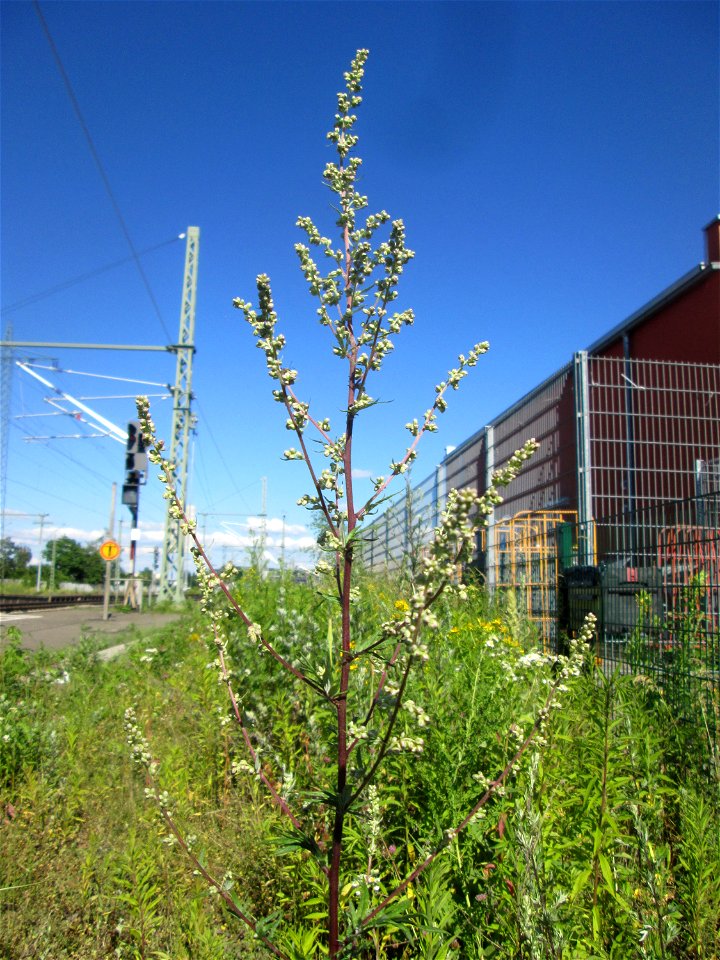 Beifuß (Artemisia vulgaris) am Bahnhof Landstuhl
