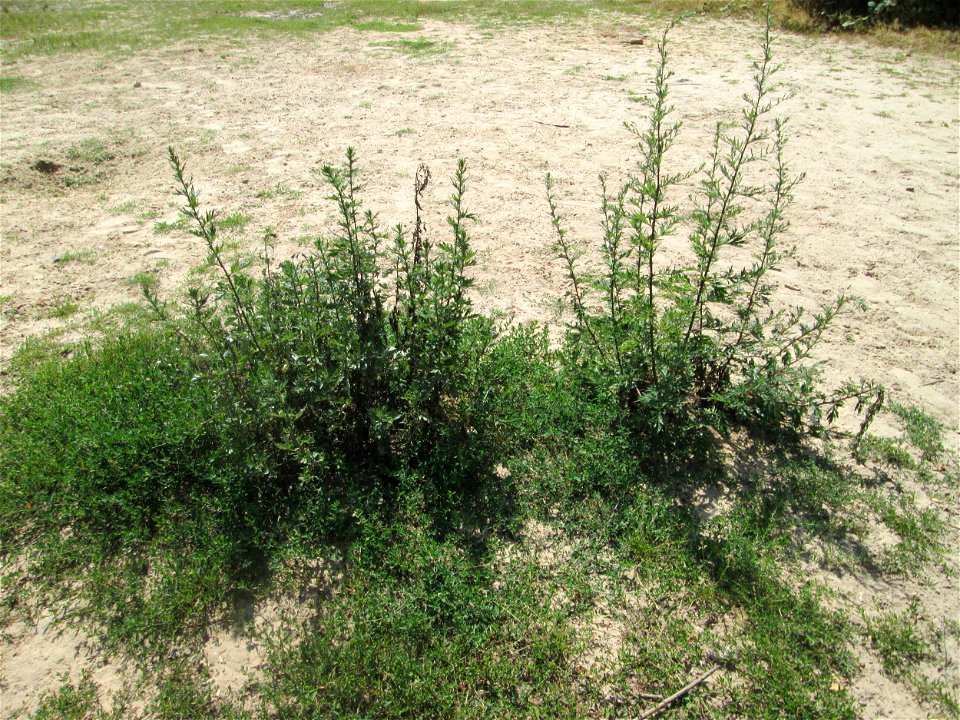 Beifuß (Artemisia vulgaris) im Naturschutzgebiet "St. Arnualer Wiesen"