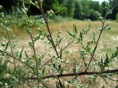 Beifuß (Artemisia vulgaris) im Naturschutzgebiet "St. Arnualer Wiesen" photo