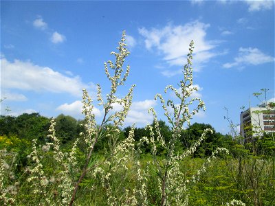Beifuß (Artemisia vulgaris) in den Sankt Arnual Wiesen gegenüber vom Osthafen Saarbrücken (Außerhalb vom NSG)